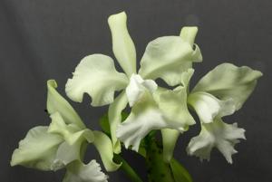 Cattleya Atalanta (1894)