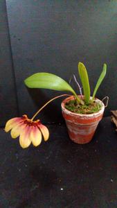 Bulbophyllum Supat Worawongwasu