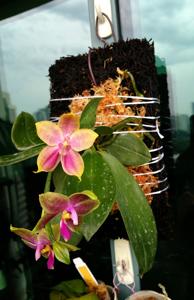 Phalaenopsis LYC Coralisa