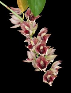 Catasetum Semiroseum