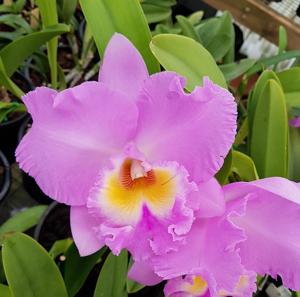 Rhyncholaeliocattleya Mount Sylvan