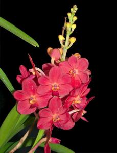 Vanda Laksi