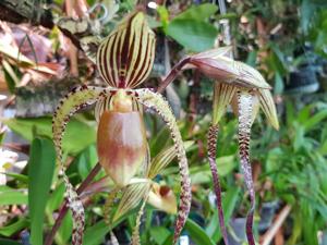 Paphiopedilum Shin-Yi Sanders