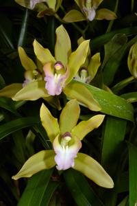 Cymbidium Tiger Tail