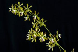 Encyclia Cindy