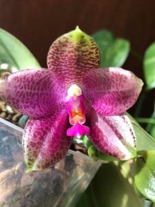 Phalaenopsis Gigabell