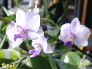 Phalaenopsis Siam Treasure