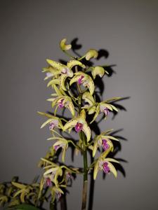 Dendrobium Australian Artist