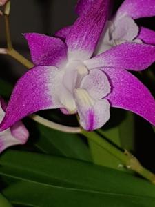 Dendrobium Jonathan's Glory