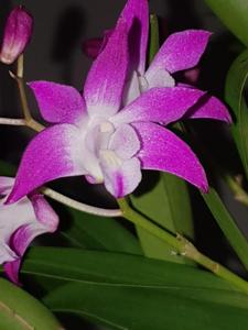 Dendrobium Jonathan's Glory