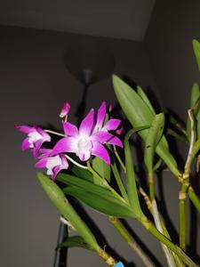 Dendrobium Jonathan's Glory