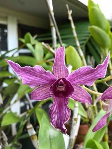 Dendrobium Hawaii Spectacular