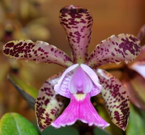 Cattleya Peckaviensis