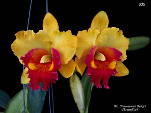 Rhyncholaeliocattleya Chaweewan Delight
