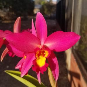 Laeliocattleya Dorothy Elliott