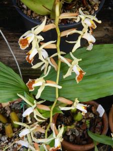 Coelogyne Brymeriana