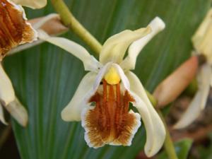 Coelogyne Brymeriana