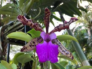 Cattleya Jose's Jungle Spots