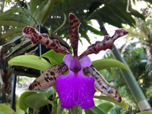 Cattleya Jose's Jungle Spots