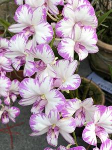 Dendrobium Enobi Purple