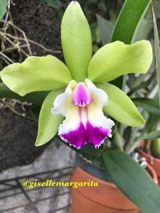 Cattleya Green Veil