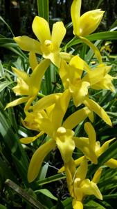 Cymbidium Golden Elf