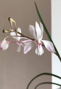 Vandoglossum Doctor Judy