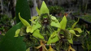 Dendrobium Excelsa