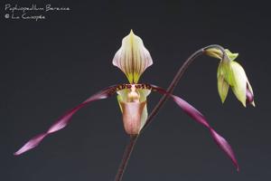 Paphiopedilum Berenice