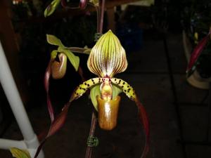 Paphiopedilum Berenice