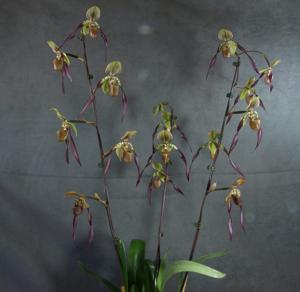 Paphiopedilum Berenice