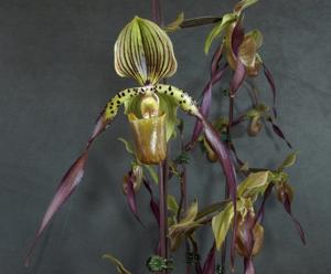 Paphiopedilum Berenice