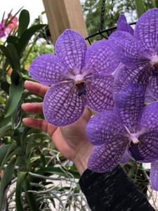 Vanda Rothschildiana