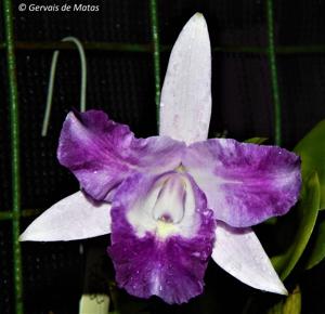 Cattleya Cariad's Mini-Quinee