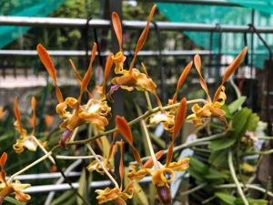 Dendrobium Malayan Orange