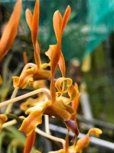 Dendrobium Malayan Orange