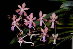 Vanda Hiroshima Choice