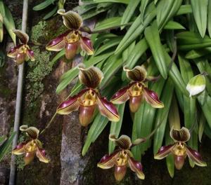 Paphiopedilum Captain Spender Clay