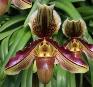 Paphiopedilum Captain Spender Clay