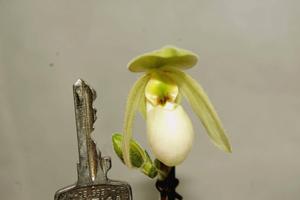 Paphiopedilum canhii-primulinum