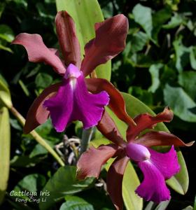 Cattleya Iris (1901)