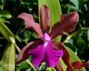 Cattleya Iris