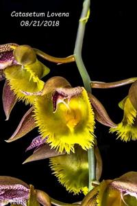 Catasetum Lovena