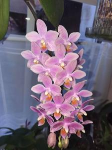 Phalaenopsis Bernice Maskin