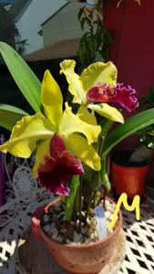 Cattleya Alma Wichmann