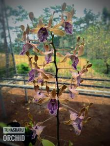 Dendrobium Tiara Beauty