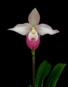 Phragmipedium Cardinale