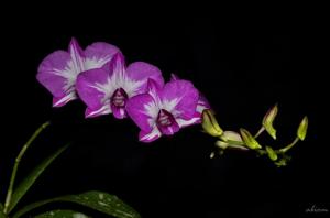 Dendrobium Enobi Splash FCA