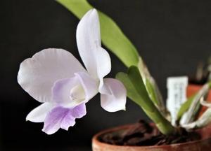 Cattleya Mini Purple