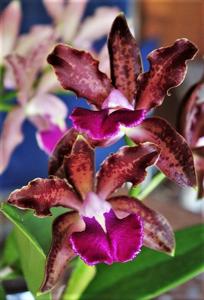 Cattleya Pink Jaguar-bicolor